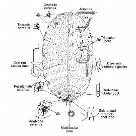   Pseudococcus lycopodii  
 Illustration by Beardsley 